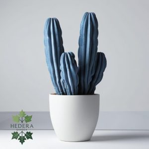 کاکتوس میر‌تیلو (Myrtillocactus geometrizans)