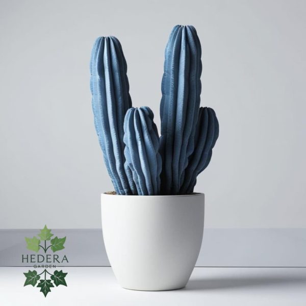 کاکتوس میر‌تیلو (Myrtillocactus geometrizans)