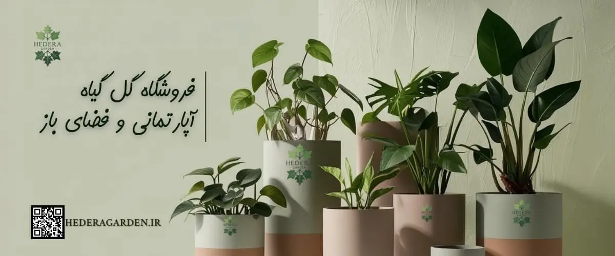 خرید گل و گیاه اپارتمانی و فضای باز هدرا گاردن