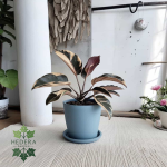 گیاه فیکوس شرابی