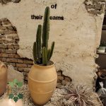 گیاه افوربیا اینجنز (Euphorbia Ingens)