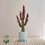 افوربیا تریگونا