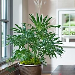 خرید گیاه لیدی پالم