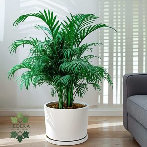 نخل اریکا (Areca Palm) با نام علمی Dypsis lutescens،