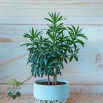 گیاه پله‌مُوا