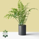 شامادورا (نخل شامادورا)