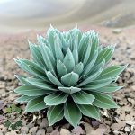 Agave potatorum