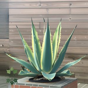 Agave americana
