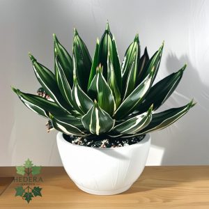 Agave victoriae-reginae