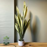 Sansevieria trifasciata