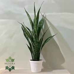 Dracaena trifasciata / snake