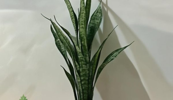 Dracaena trifasciata / snake