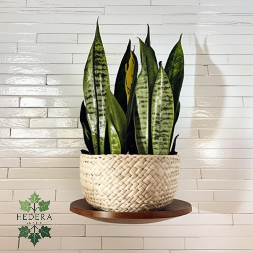 Dracaena trifasciata / Hahnii