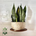 Dracaena trifasciata / Hahnii